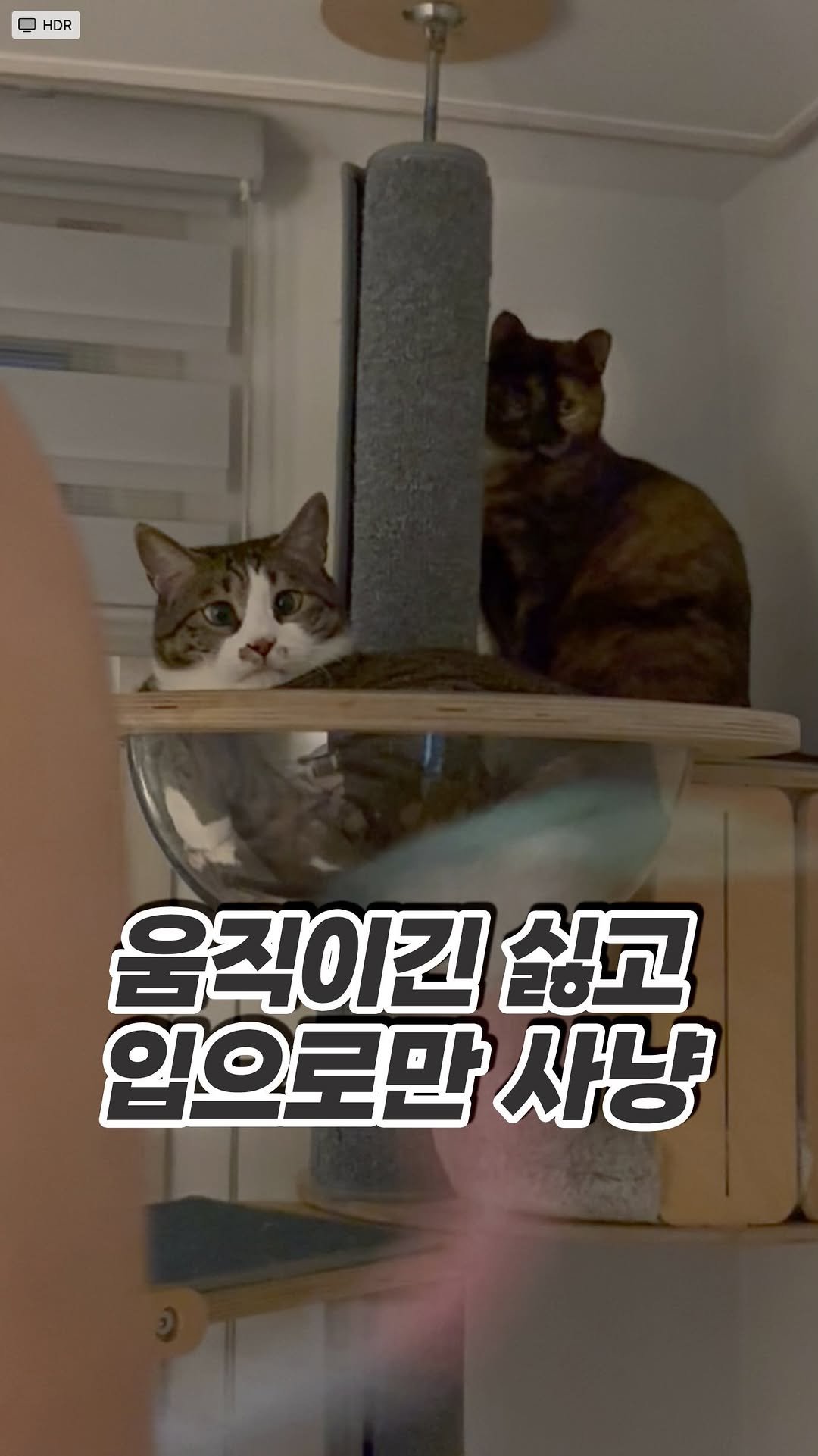 _askthecat 게시물 이미지: 🙄뚱냥이의 길???
#어려운건고양이한테물어봐 #치코동복 

치코야 성질나면 몸을...