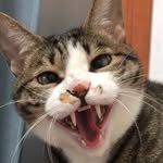 _askthecat 인스타그램 프로필 사진