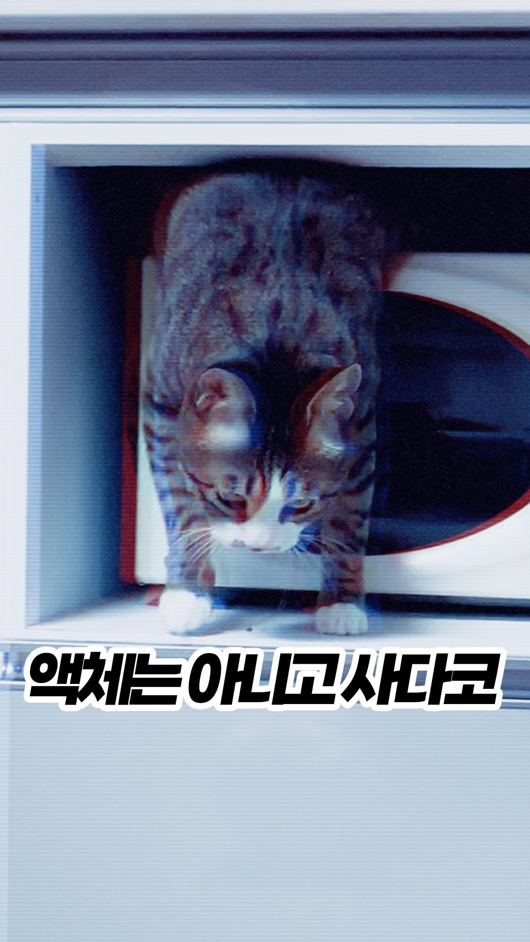 _askthecat 게시물 이미지: 🧟액체라기엔 링같은데?🧟‍♂️
#뚱냥이 #어려운건고양이한테물어봐 

크다란| 치코가...