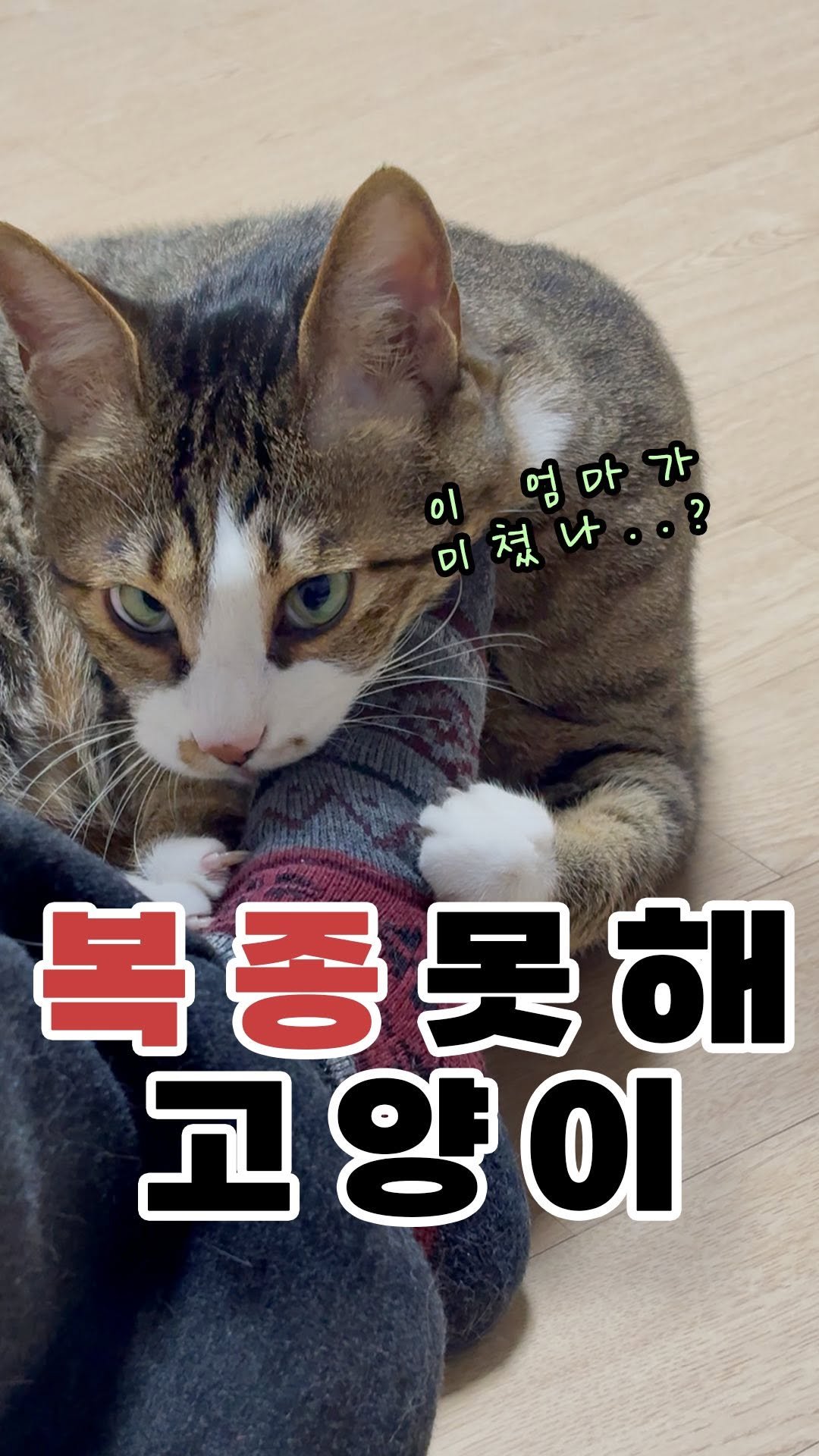 _askthecat 게시물 이미지: 🦍복종못해!!!고양이🐅
#어려운건고양이한테물어봐 #치코동복 

내가 사람이니까?...