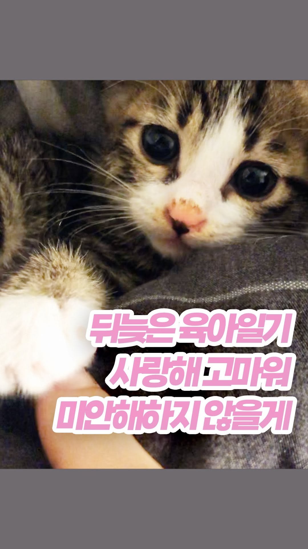 _askthecat 게시물 이미지: 💗사랑해 고마워💗
#육아일기 #어려운건고양이한테물어봐
요새 치코를 처음 만났을...