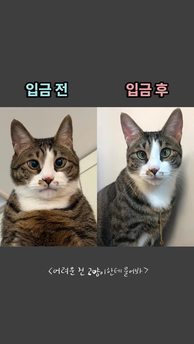 _askthecat 게시물 이미지: 🐽🙈
사실 대부분 입금 전이 비포사진… 
입금 후가 최근…😢

치코는 그동안 더...