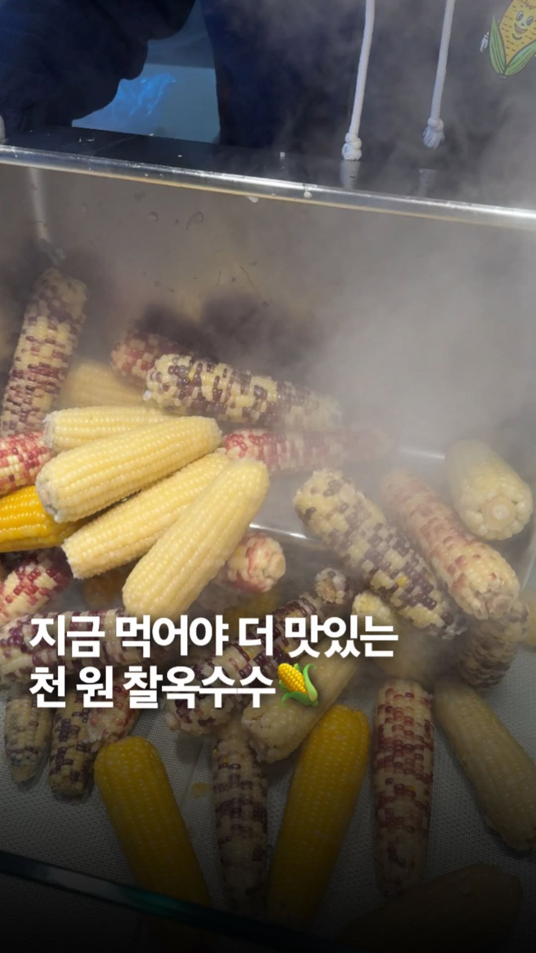_bbangya_bbangya_ 게시물 이미지: 망원동에서 만난 단돈 천 원 찰옥수수🌽
노랑이, 점박이, 홍찰, 백찰 다 있고 대왕...