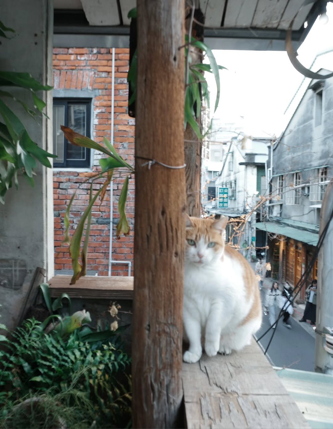 Photo by 김채원 (CHAEWON) on January 17, 2026. May be an image of kitten, telephone pole and text.