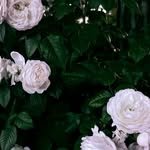 _choiyuree 인스타그램 프로필 사진