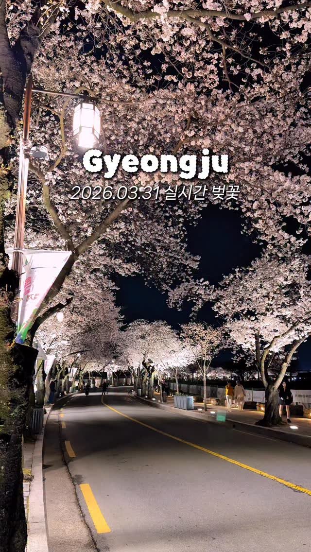 _danie_e 게시물 이미지: 실시간 경주 벚꽃🌸 이번 주말 절정인 경주 벚꽃 보러 나들이 어때요💗

해당 영상은...