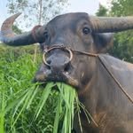 cow_blogger 프로필 사진