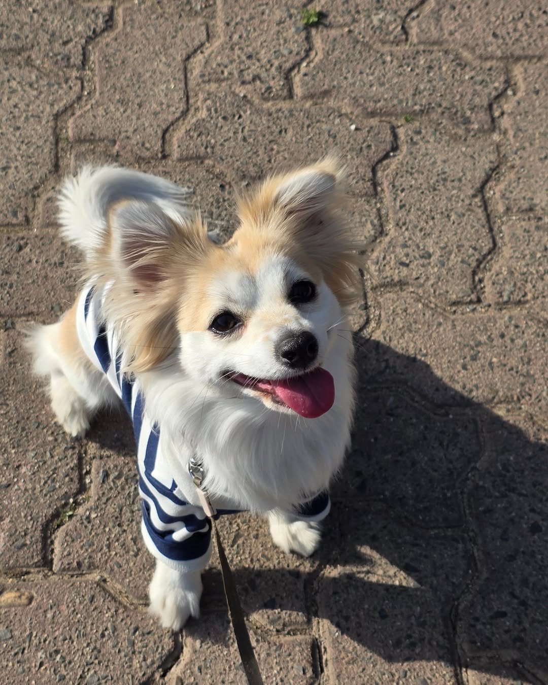 _hotbin_ 게시물 이미지: 폰배경사진,🐶❤️ 
우리집 귀염둥이 건강하게 자라라
시간 진짜 빠르다.. 
겨울에...