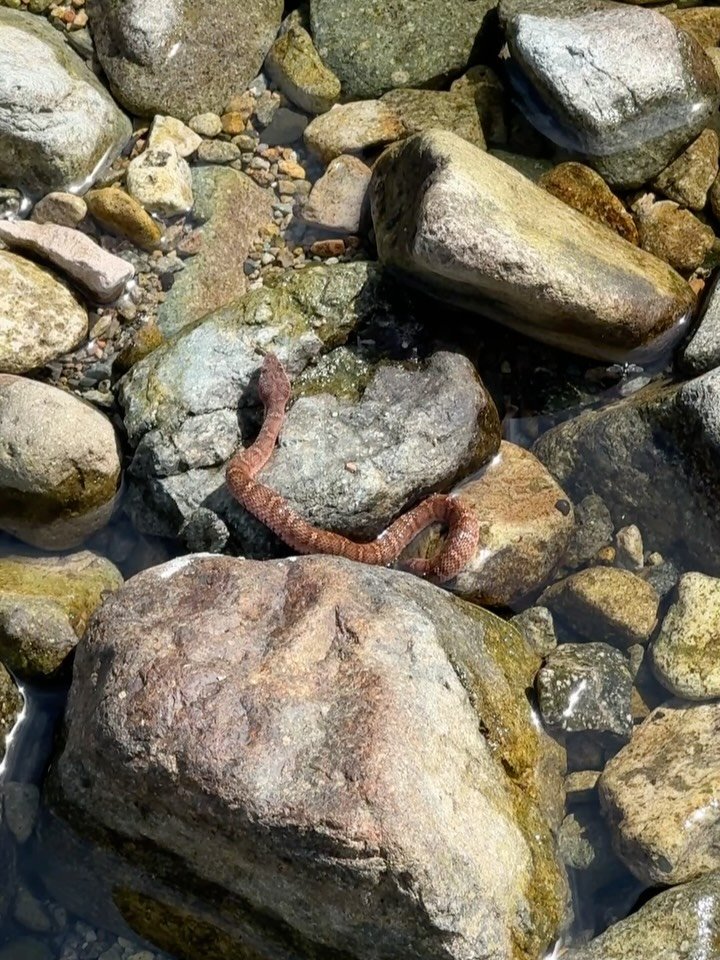 _kkkoyul 게시물 이미지: 여름이였다고한다🌴 #계곡#계곡캠핑#캠핑#백패킹#camping#backpacking