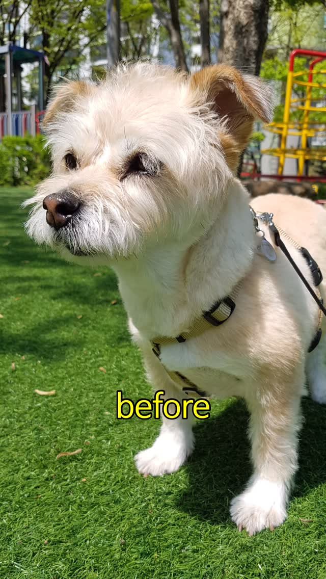 _marcater 게시물 이미지: 지성인가..

저희집 강아지는 며칠만 안 씻어도
목욕 안 하는 고양이들보다 더 꼬질해져요 🥹🥹