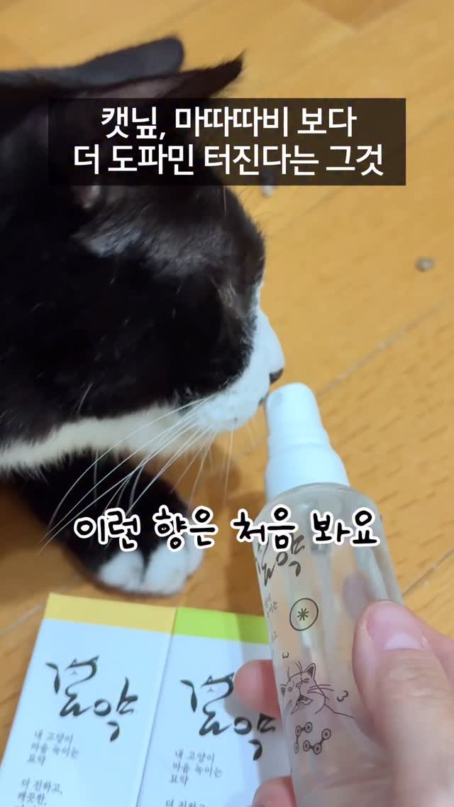 _marcater 게시물 이미지: (내돈내산) 캣닢, 마따따비보다 더 도파민 터진다는 그것

🧶 매주 업데이트 되는...