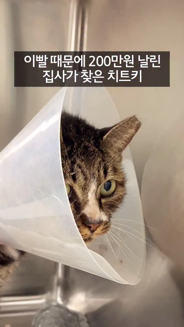 _marcater 게시물 이미지: #광고 이빨 때문에 200만원 날린 집사가 찾은 치트키

고양이 13마리...