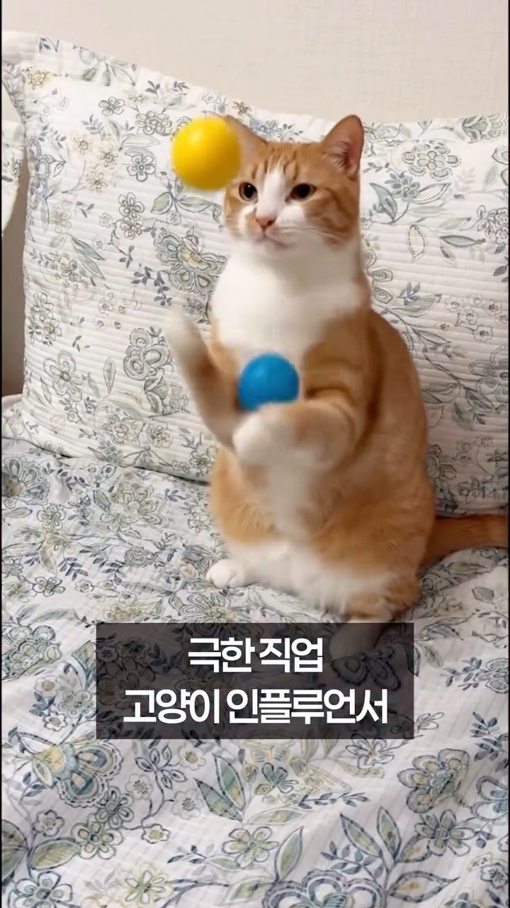 _marcater 게시물 이미지: 극한 직업 고양이 인플루언서

🧶 매주 업데이트 되는 무료 고양이 자료집 
→...