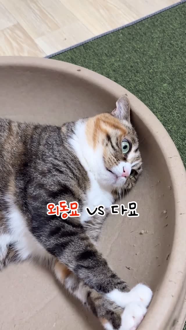 _marcater 게시물 이미지: 하나보단 그래도 둘 넷 .. 열셋...?

🧶 매주 업데이트 되는 무료 고양이...