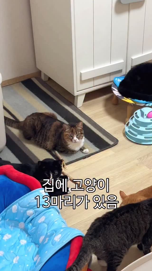 _marcater 게시물 이미지: 눈동자 벅벅 씻고 싶으신 분?

고양이 알러지 뿐 만 아니라
요즘같은 환절기에도...