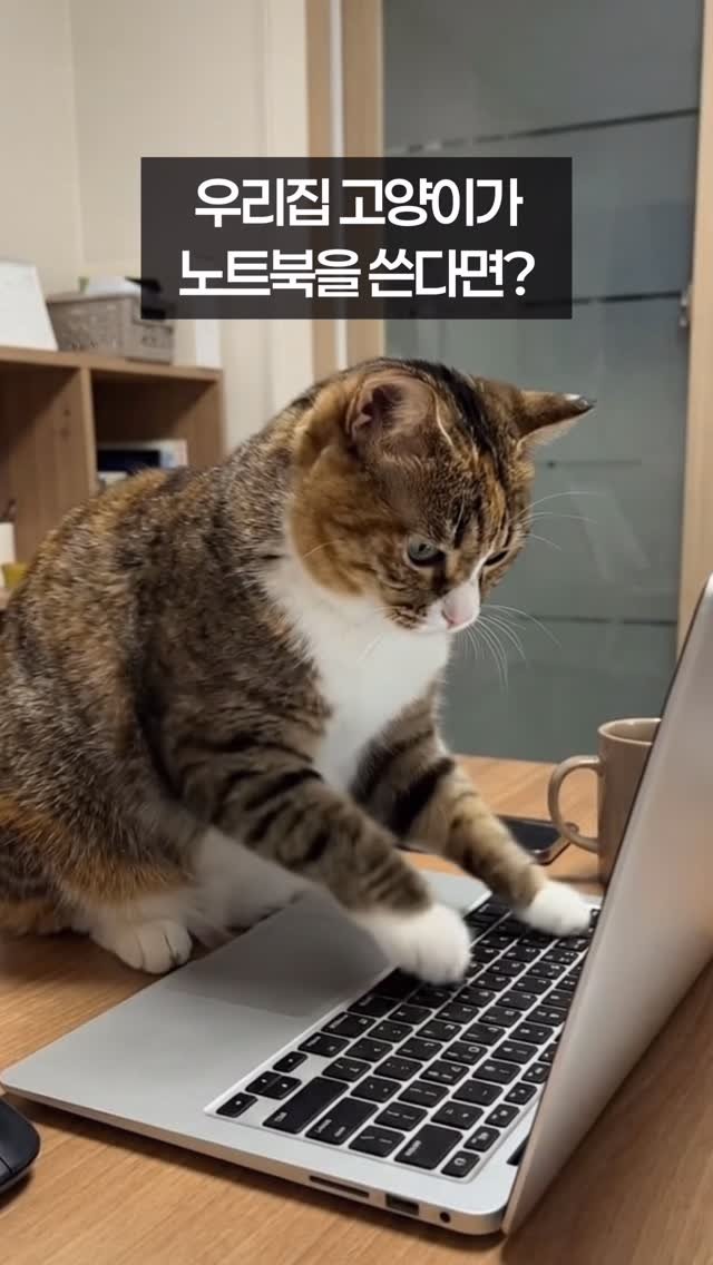 _marcater 게시물 이미지: 우리집 고양이기 노트북을 쓴다면?

🧶 매주 업데이트 되는 무료 고양이 자료집 
→...