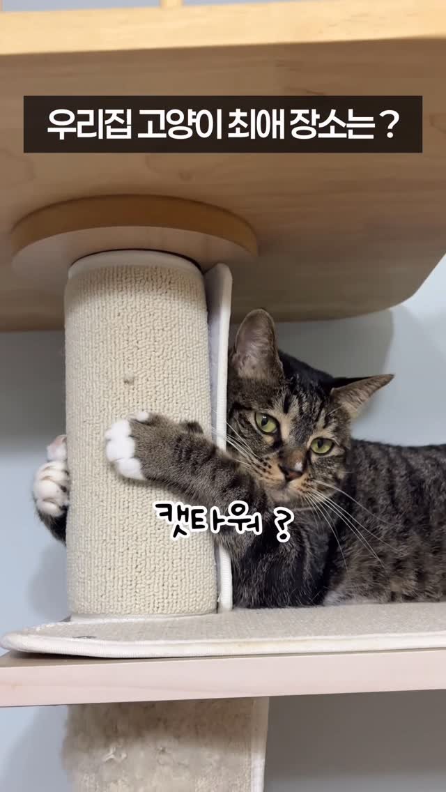 _marcater 게시물 이미지: 오늘부터 이 침대는 내것입니다

🧶 매주 업데이트 되는 무료 고양이 자료집 
→...