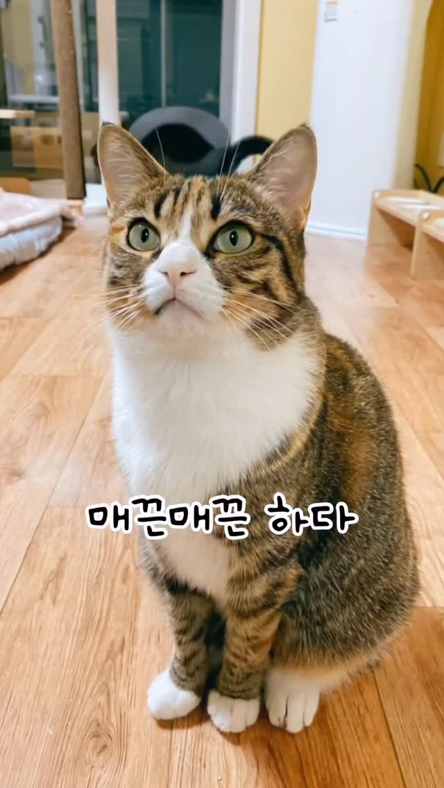 _marcater 게시물 이미지: 어떤 스타일로 헤드릴까요~? 💇‍♀️

🧶 매주 업데이트 되는 무료 고양이 자료집...