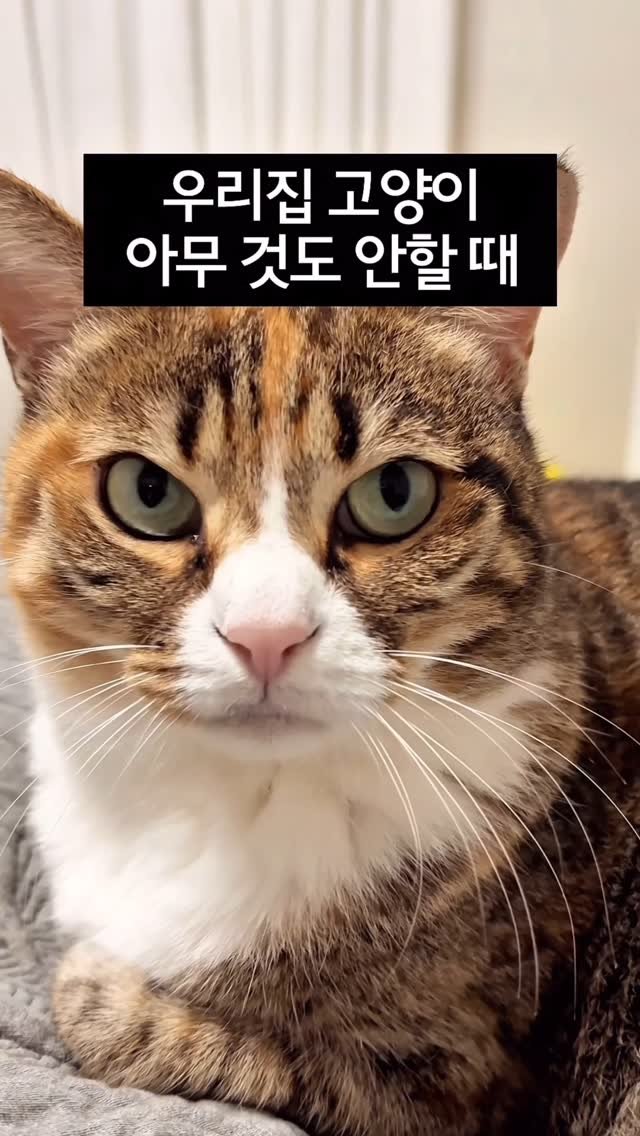 _marcater 게시물 이미지: 이거 나만 이래..?😣😣😣

🧶 매주 업데이트 되는 무료 고양이 자료집 
→ 댓글에...