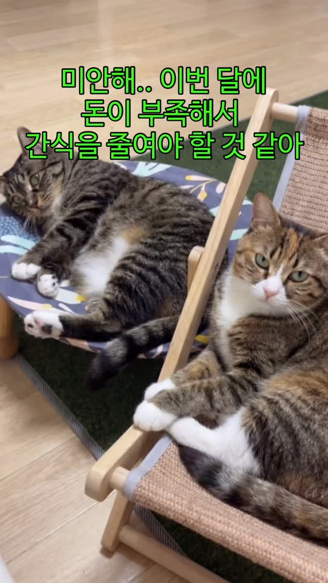 _marcater 게시물 이미지: 여러분 고양이의 반응은?