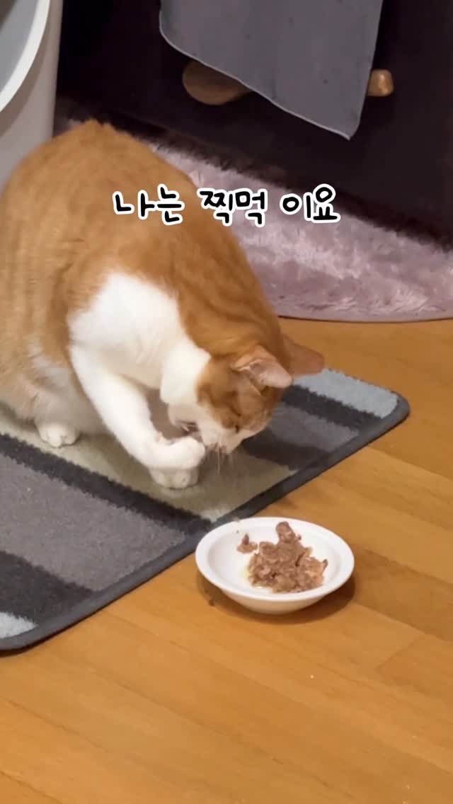 _marcater 게시물 이미지: 이모들은 찍먹이예요? 부먹이예요?

🧶 매주 업데이트 되는 무료 고양이 자료집 
→...