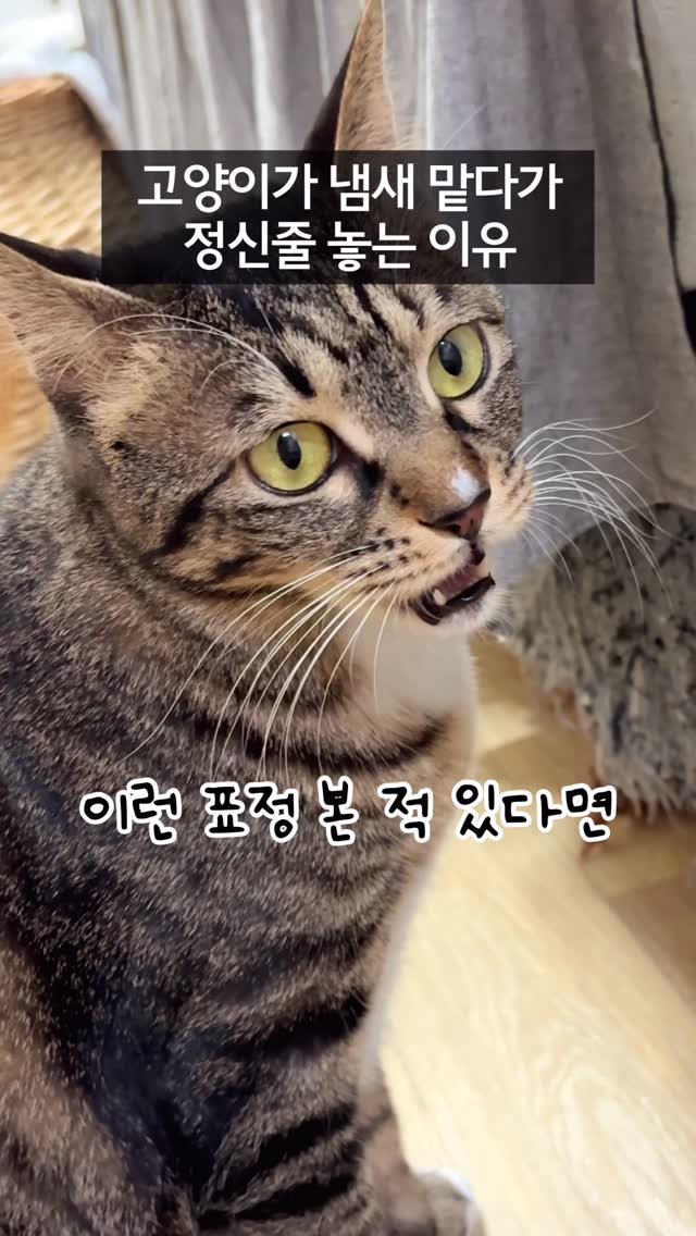 _marcater 게시물 이미지: 144. 고양이가 냄새 맡다가 정신줄 놓는 이유

고양이는 코 뿐 만 아니라...
