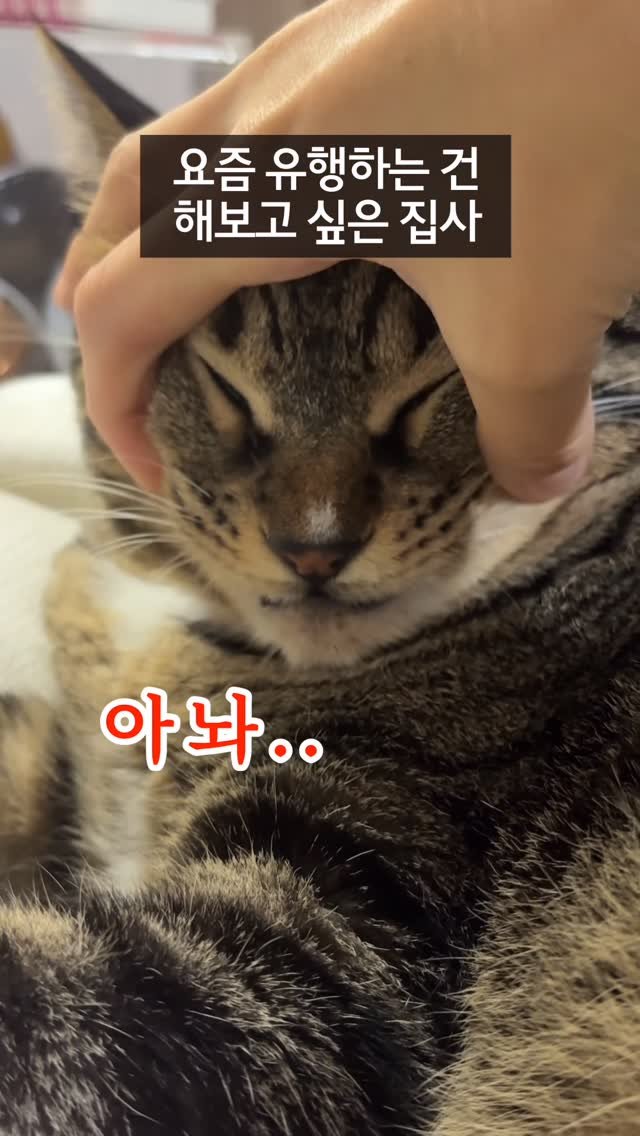_marcater 게시물 이미지: 아놔.. 이거 또 시작이네..? 😤😤😤

🧶 매주 업데이트 되는 무료 고양이 자료집...