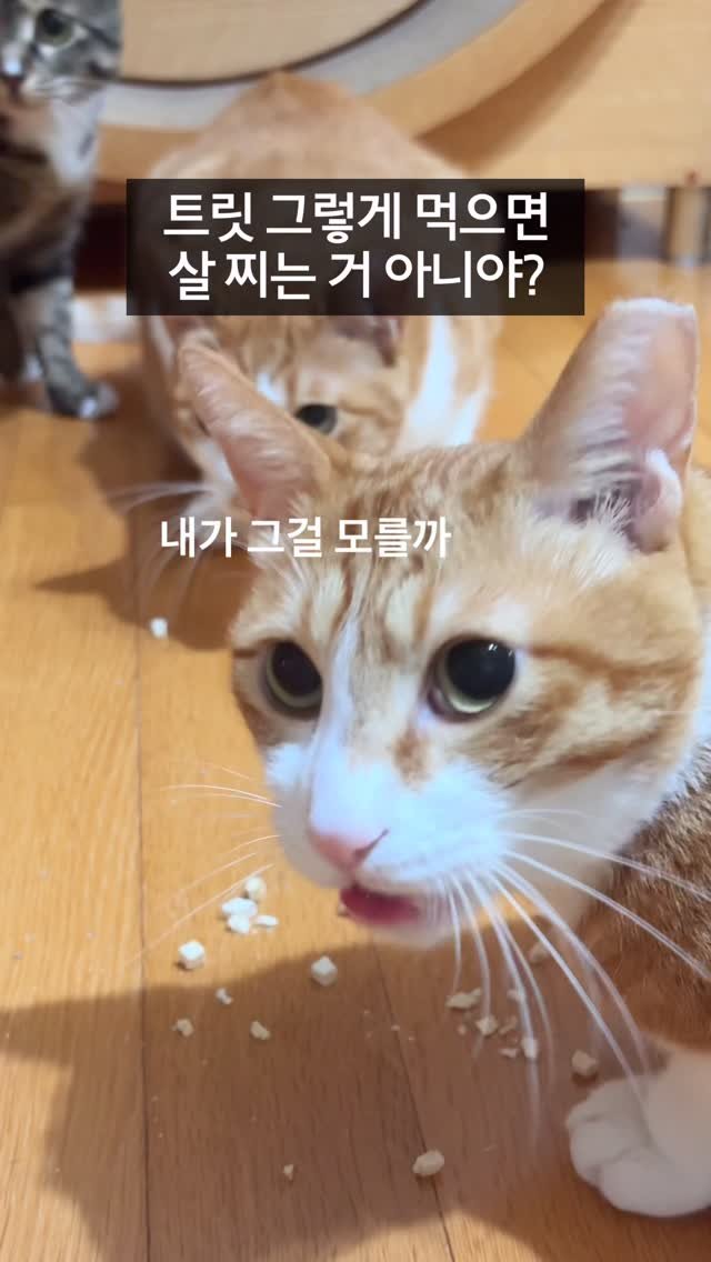 _marcater 게시물 이미지: 괜차나 이건 트릿처럼 생긴 유산균 이거든!

🧶 매주 업데이트 되는 무료 고양이...