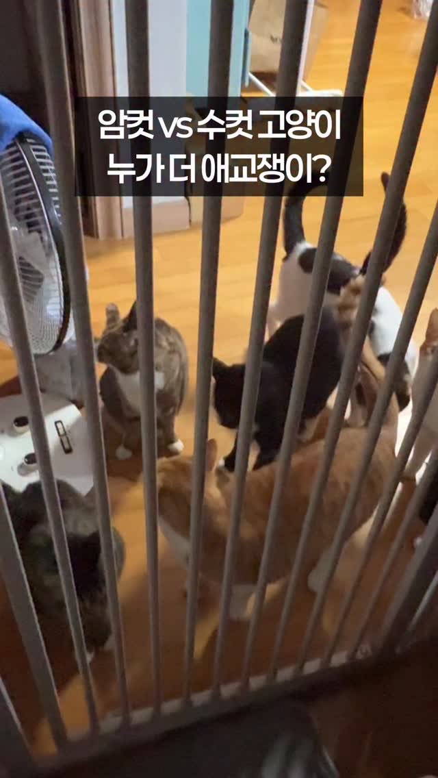 _marcater 게시물 이미지: 150. 암컷 vs 수컷 고양이, 누가 더 애교쟁이?

🧶 매주 업데이트 되는 무료...