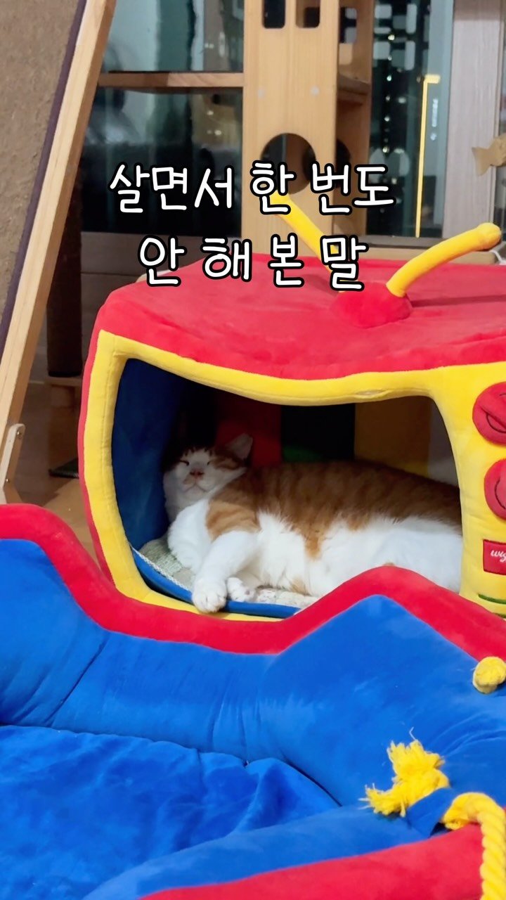 _marcater 게시물 이미지: 특히 2번 하고 싶다아..🤤

세계냥주 낼 공개됩니다!!!