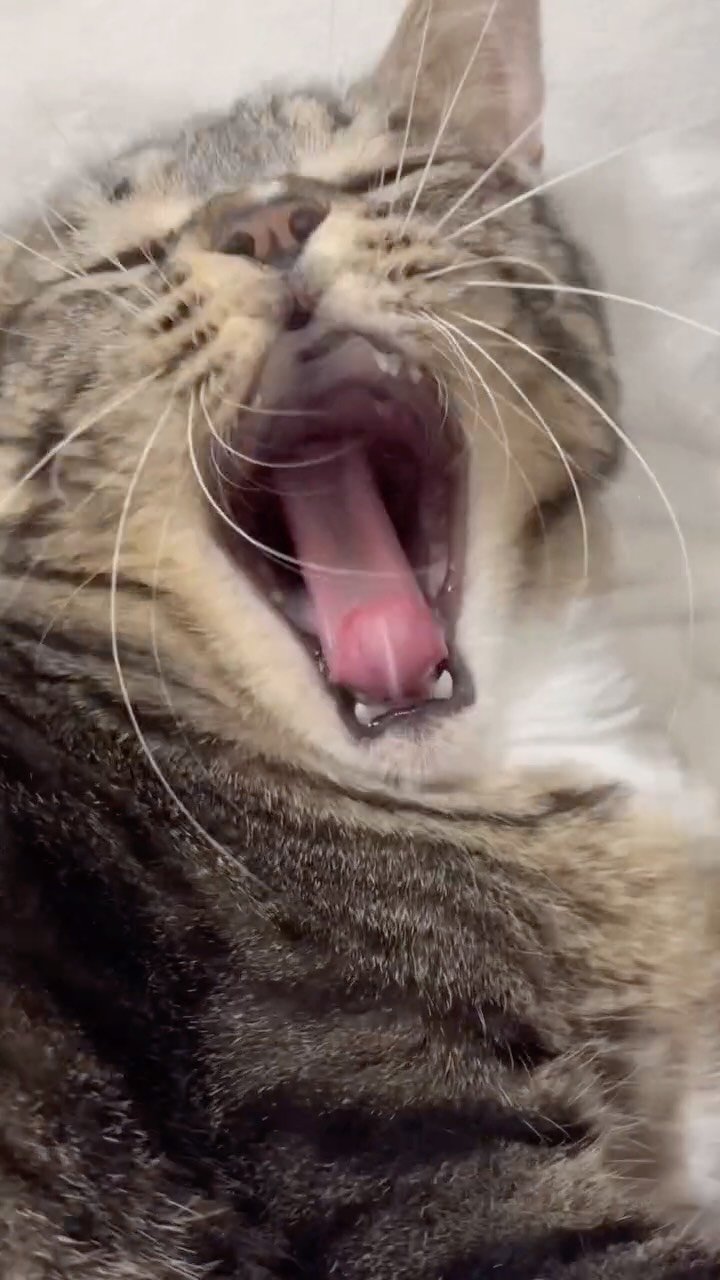 _marcater 게시물 이미지: 고음 가능 고양이🎤🎤🎤

🧶 매주 업데이트 되는 무료 고양이 자료집 
→ 댓글에...