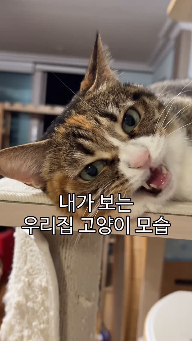 _marcater 게시물 이미지: 집사라면 무조거 공감!