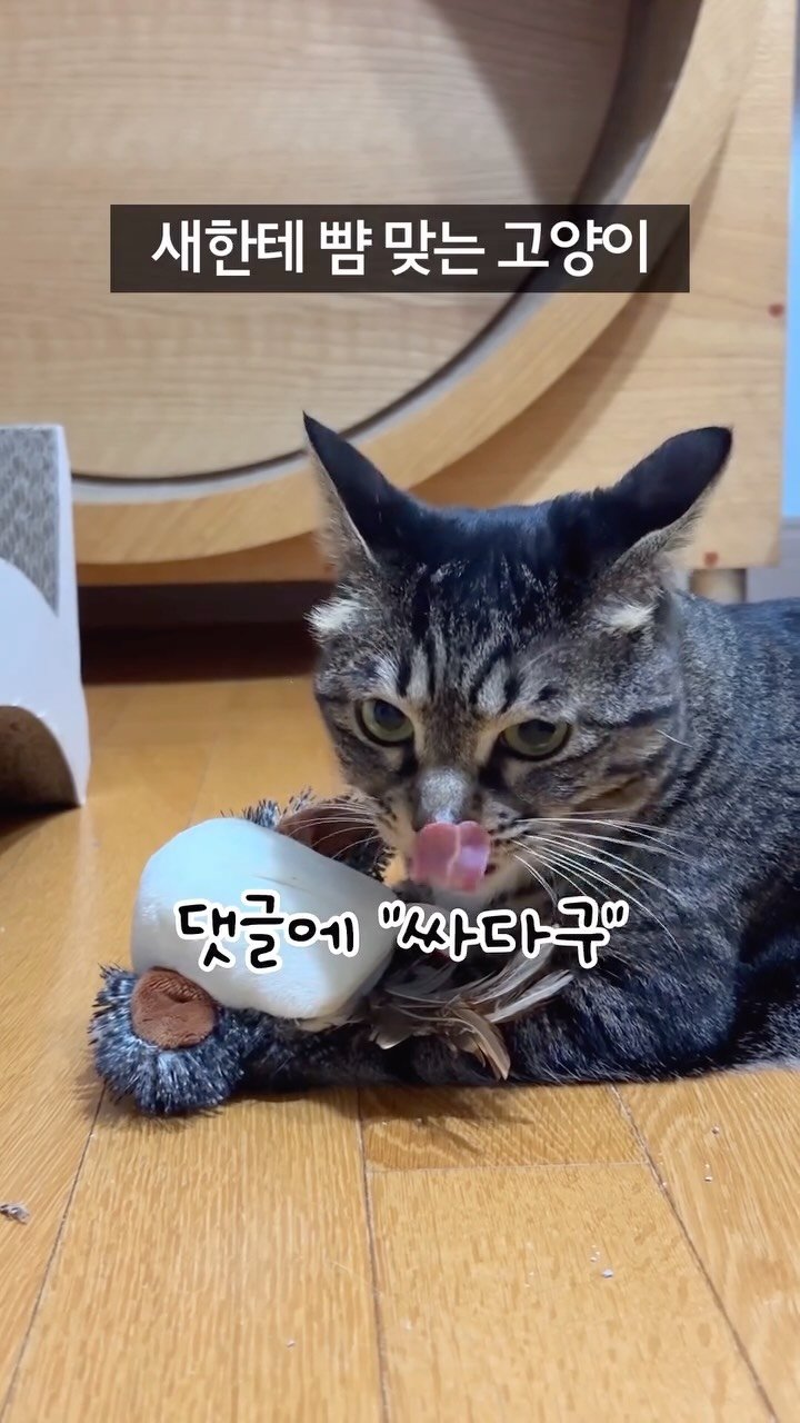 _marcater 게시물 이미지: 리얼한 새소리 들리시나요?👂

🌈 영상 속 제품 정보는? @_marcater 
🔍...