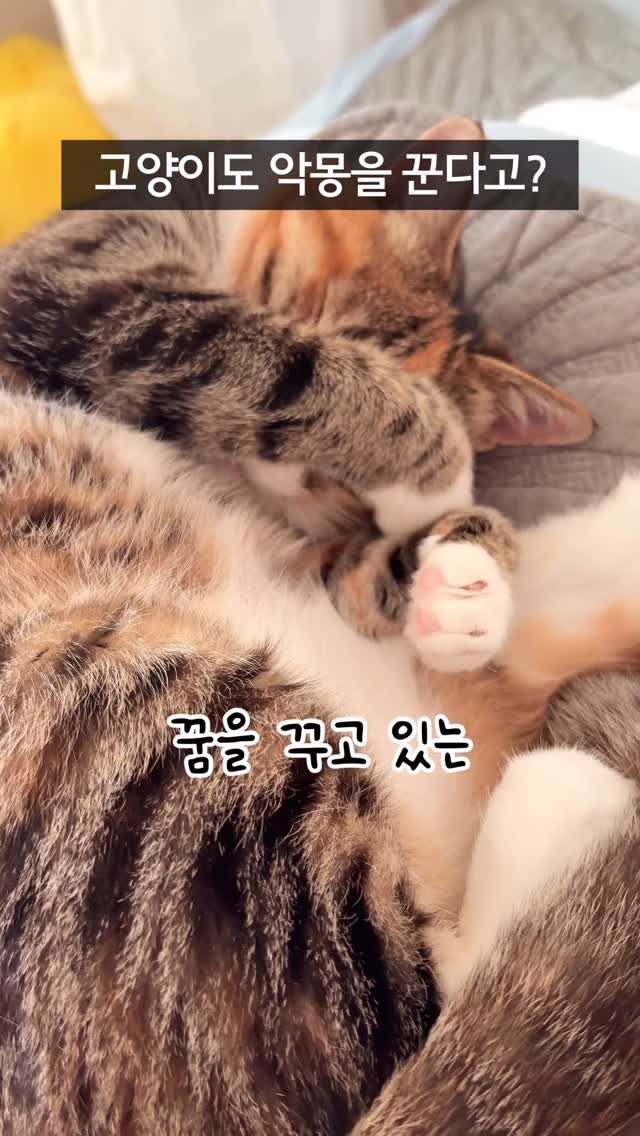 _marcater 게시물 이미지: 137. 고양이도 악몽을 꾼다고?

🧶 매주 업데이트 되는 무료 고양이 자료집 
→...