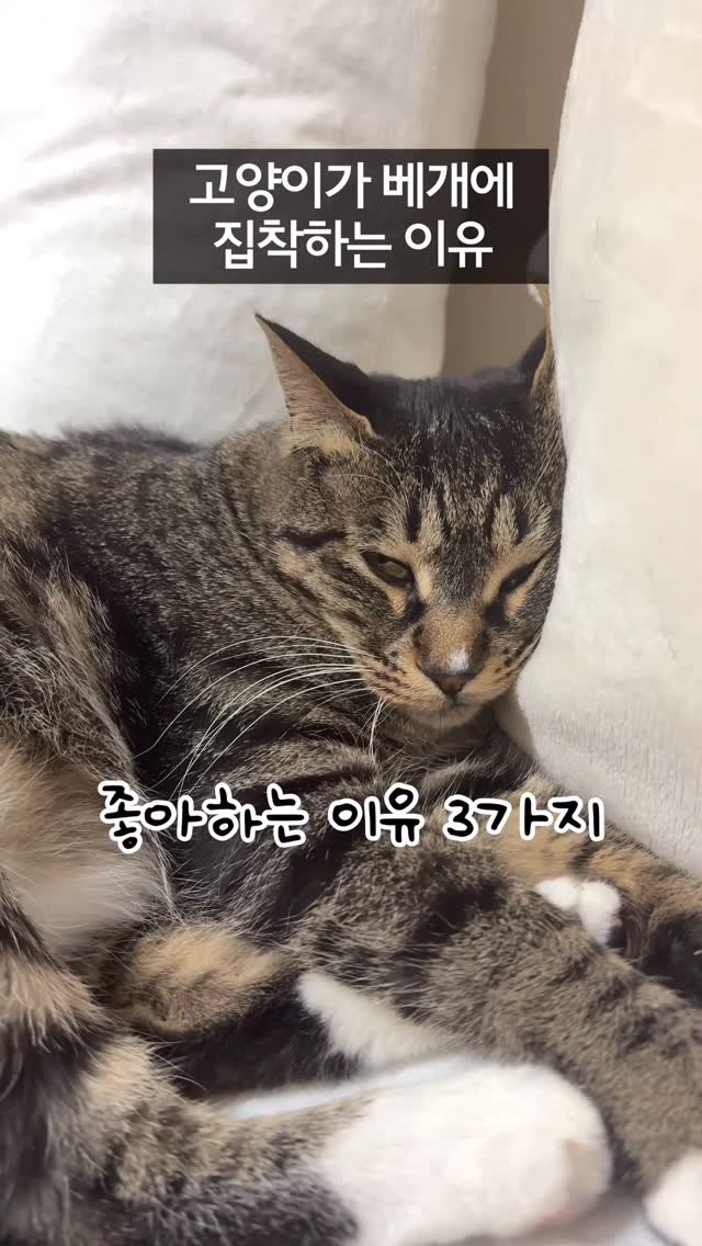 _marcater 게시물 이미지: 143. 고양이가 베게에 집착하는 이유

만약 잠까지 베개 위에서 잔다면
집사와의...