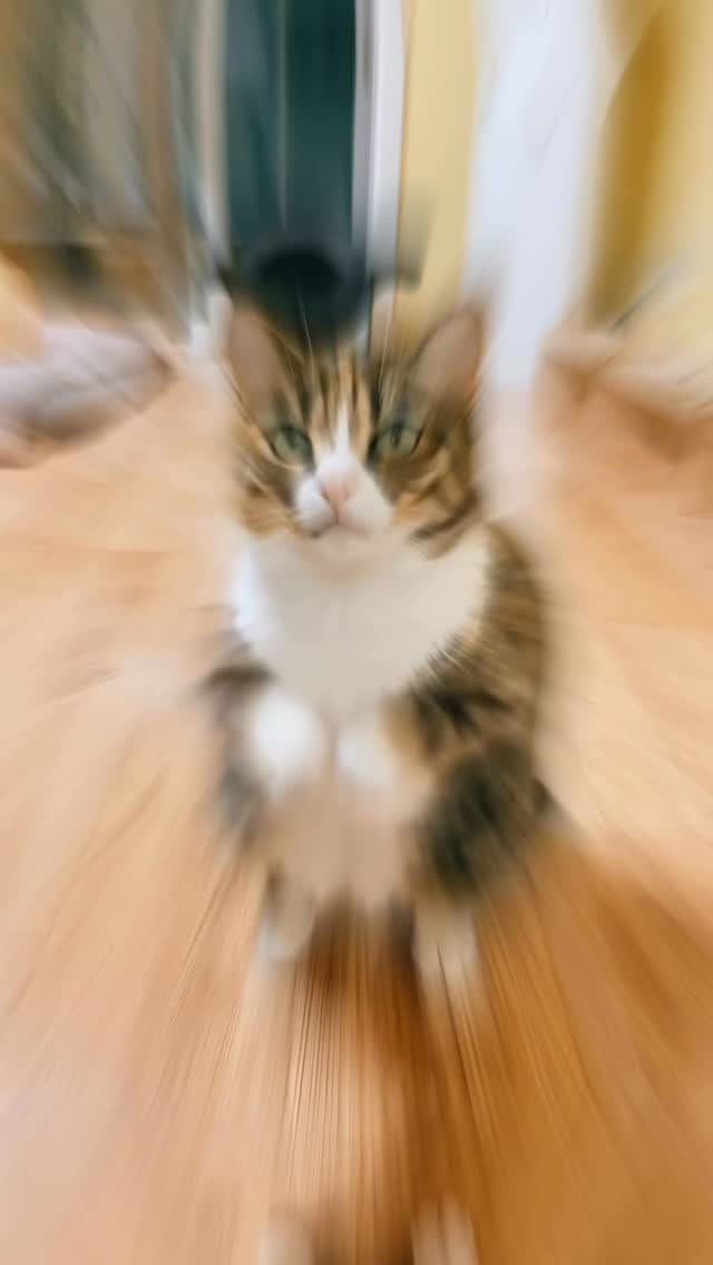 _marcater 게시물 이미지: 집사야 나 좀 봐주라😃

🧶 매주 업데이트 되는 무료 고양이 자료집 
→ 댓글에...