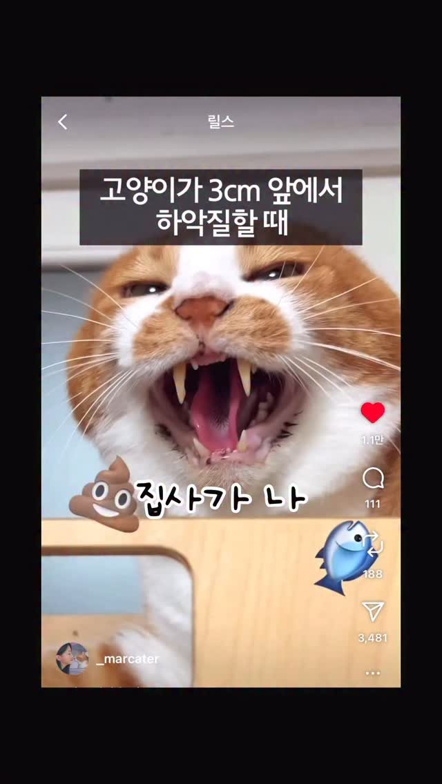 _marcater 게시물 이미지: 집사 미워.. 그래도 이건 맛있다

5년 동안 못 만진 관상용 고양이예요ㅠ
그래서...