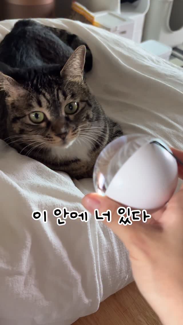 _marcater 게시물 이미지: 이 안에 너 있다..!

고양이를 담은 캡슐로
보고싶을 때 언제든지...