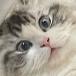 ian_roum 프로필 사진