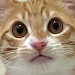 ohhwol 프로필 사진