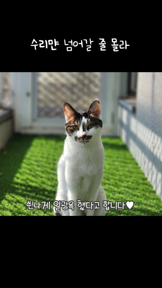 _mieumi 게시물 이미지: .
공듀는 그런거 할 줄 몰라
집사가 다 해줘 #수리공듀