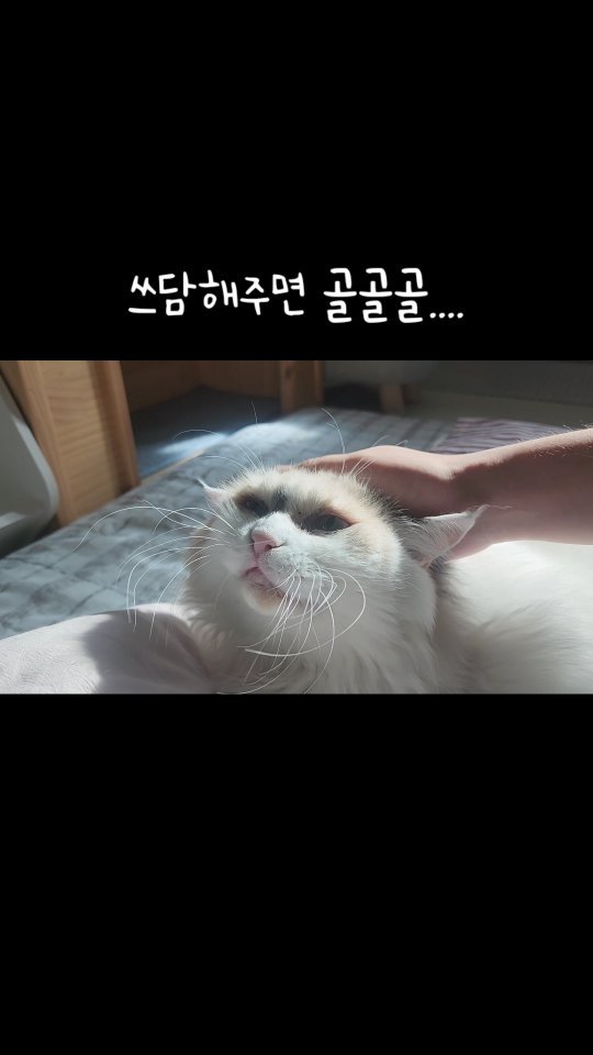 _mieumi 게시물 이미지: 우리 때지 이제 쓰담하면 골골하지요🥰 #쁘냐