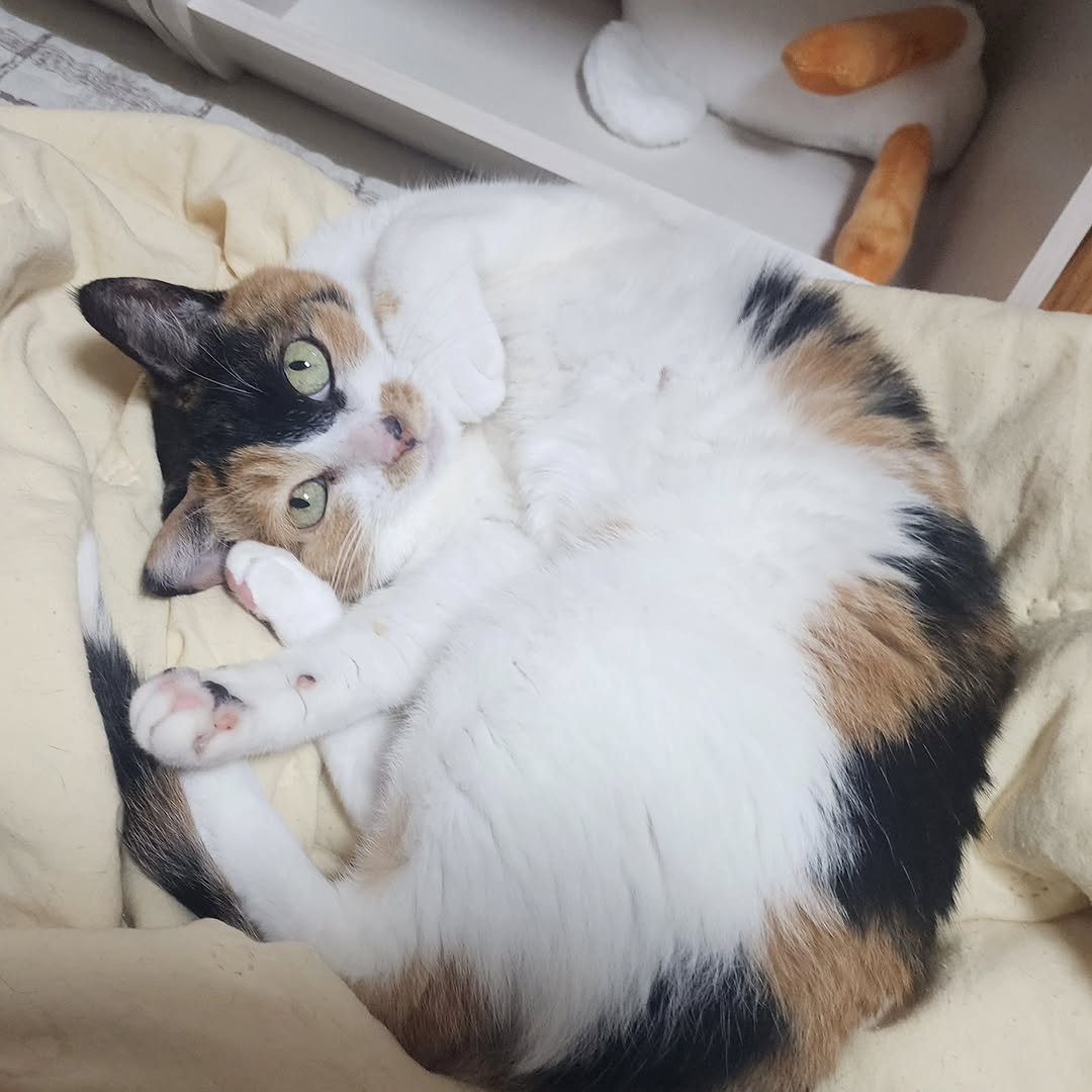 Photo by 22똥괭이네 일상🐾 on September 04, 2025. May be an image of Abyssinian cat, tortoiseshell cat, kitten, blanket and text.