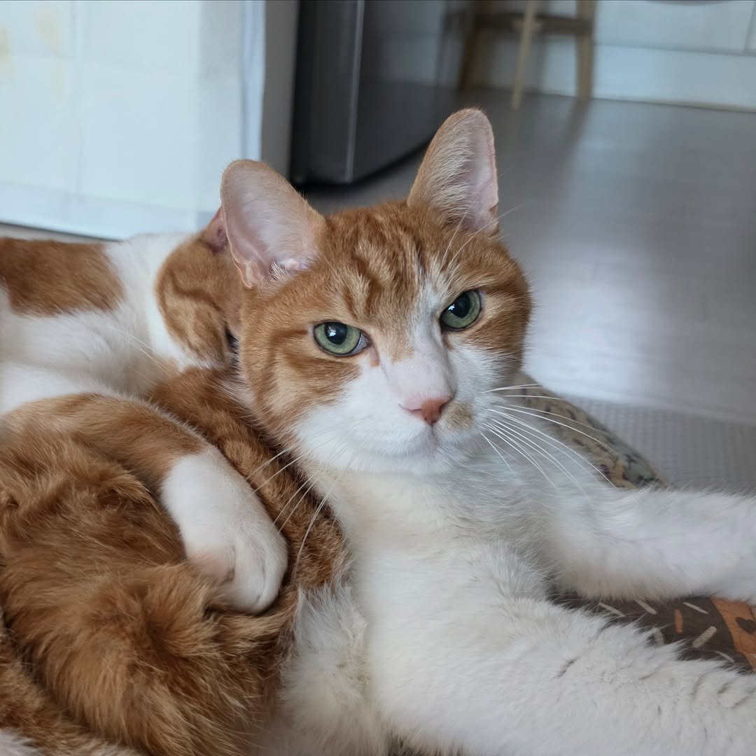 Photo by 22똥괭이네 일상🐾 on April 24, 2026. May be an image of Abyssinian cat, kitten, fur and text.