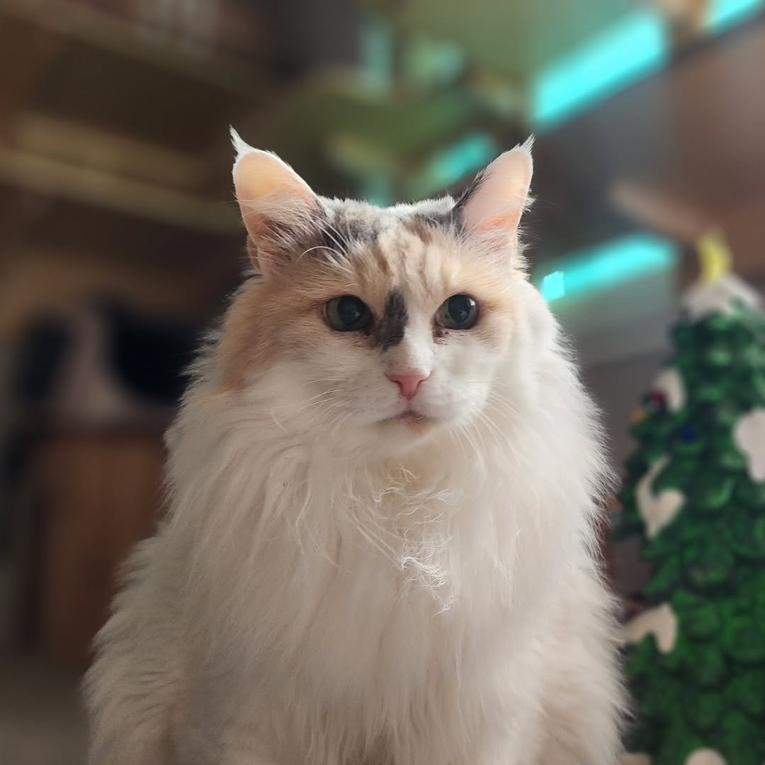 Photo by 22똥괭이네 일상🐾 on October 18, 2025. May be an image of ragdoll cat, tortoiseshell cat, Persian cat, kitten, fur and text.