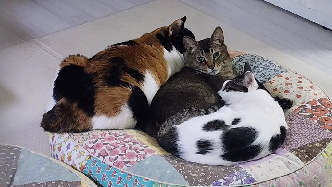 Photo by 22똥괭이네 일상🐾 on November 11, 2025. May be an image of Abyssinian cat, tortoiseshell cat, kitten and text.