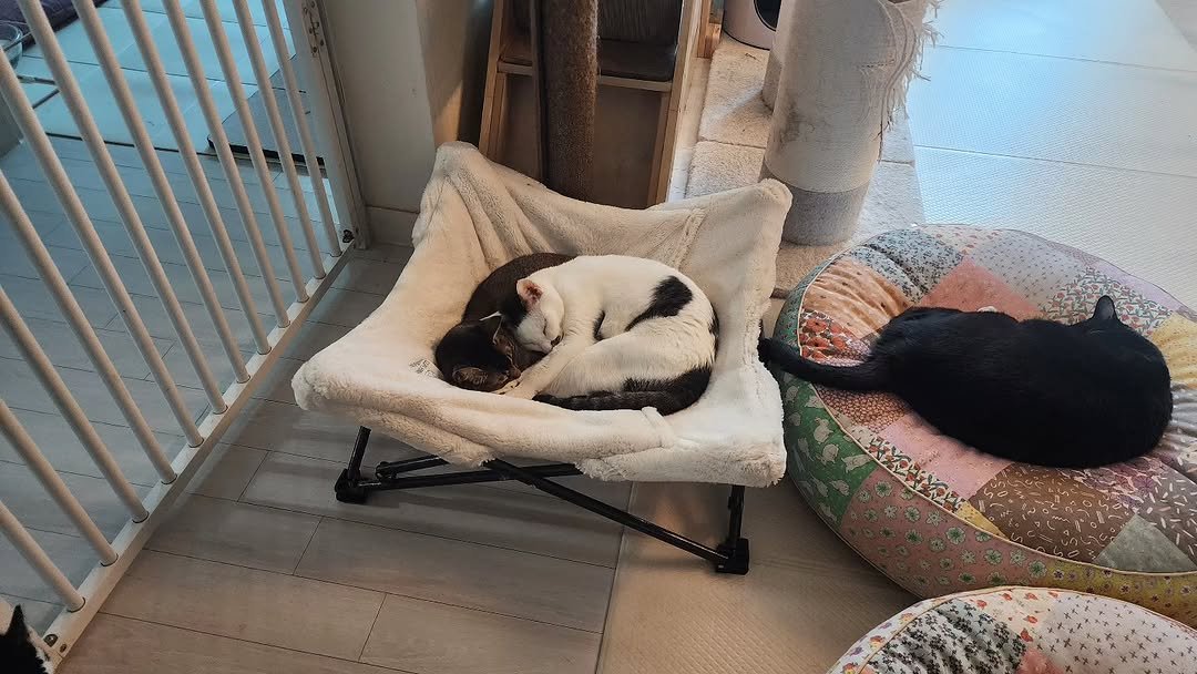 Photo by 22똥괭이네 일상🐾 on November 02, 2025. May be an image of sleeping, kitten, tortoiseshell cat, rocking chair, baby bed, playpen, bunk bed and text.