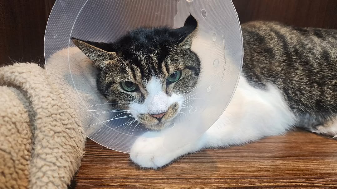 Photo by 22똥괭이네 일상🐾 on November 29, 2025. May be an image of kitten, tortoiseshell cat and text.