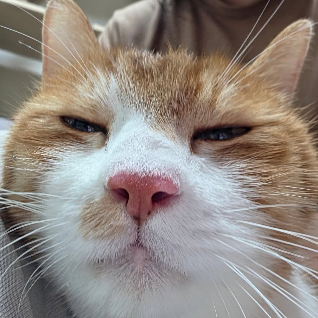 Photo by 22똥괭이네 일상🐾 on April 14, 2026. May be a closeup of kitten and text.