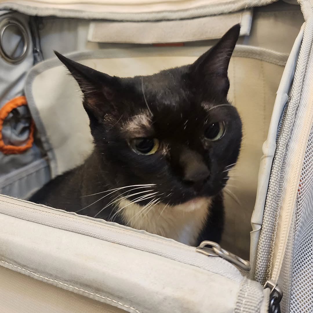 Photo by 22똥괭이네 일상🐾 on September 19, 2025. May be an image of kitten, Abyssinian cat, suitcase and text.